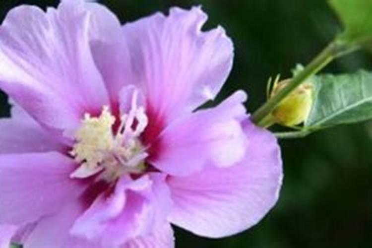 小木槿花期是什么时候
