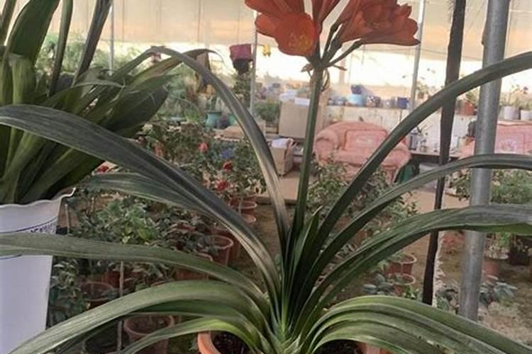 盆栽施钾肥多少