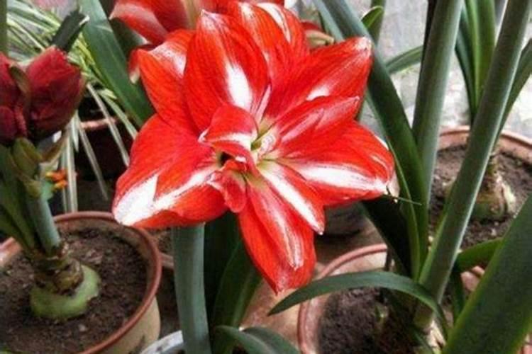 辣椒如何做好肥水管理？