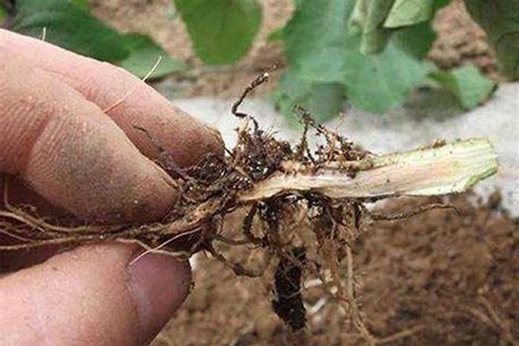 油枯不发酵可以直接当肥料吗