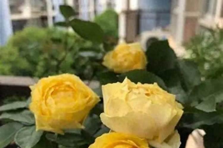 蓝莓壮枝用什么叶面肥好