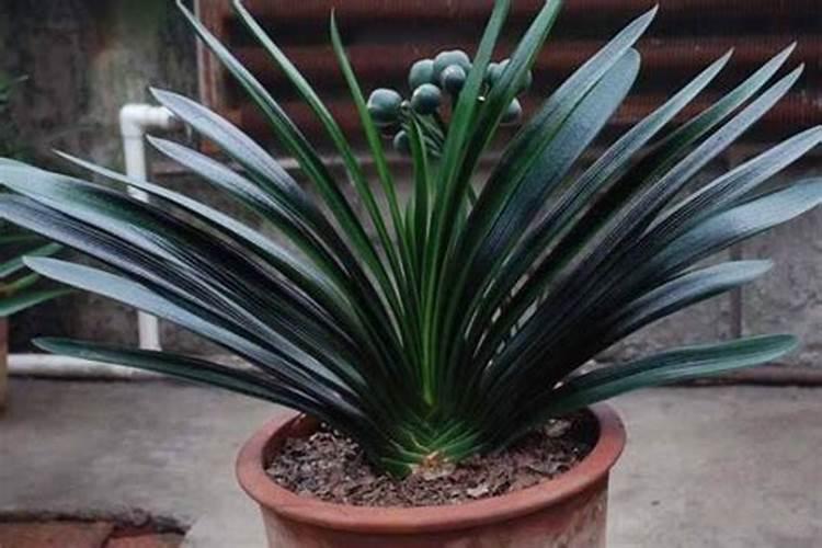 君子兰叶面肥怎么用