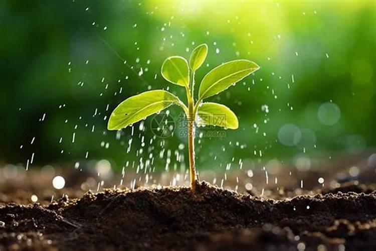 磷肥能促进幼苗生长吗