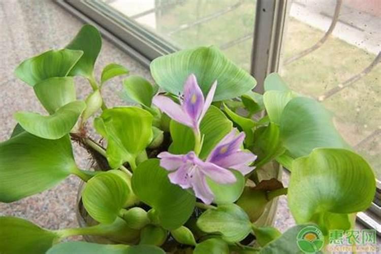 水葫芦如何做肥料