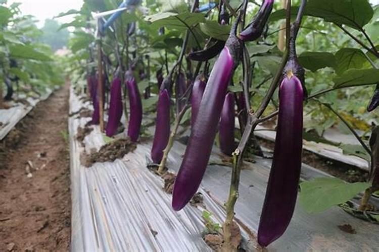 茄子的需肥规律是怎样的？施肥时需要注意哪些问题？