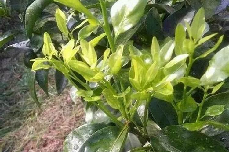 土壤病菌严重的地块上什么复合肥比较好