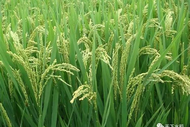 富硒大米种植技术？需要什么富硒肥吗？