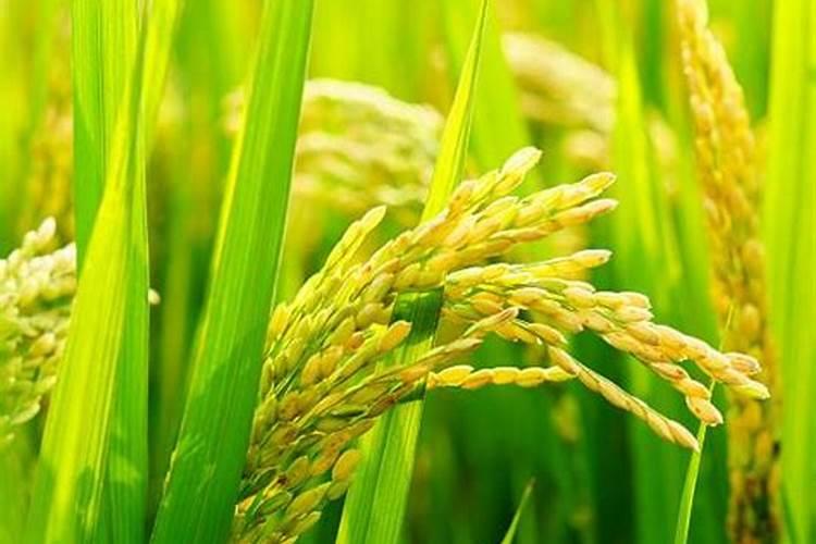 种下去的水稻啥时候放肥料最好