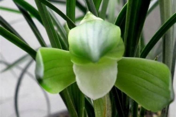 金枝玉叶用什么肥料最好