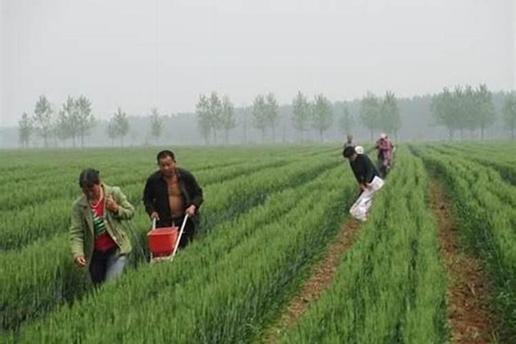 金枝玉叶浇什么肥料合适