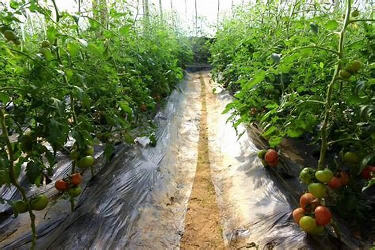 幸福树积水了一个多月掉叶子怎么办怎么抢救？