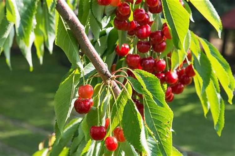 新疆承包一千亩地种棉花需要投资多少资金,具体投资分配时怎样的,谢谢...