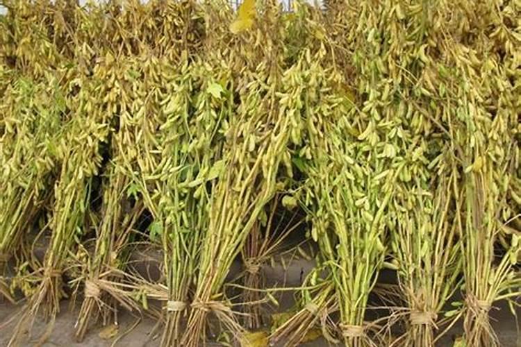 甘蔗施什么肥？