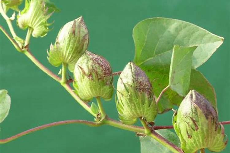 微量元素检查多久出结果