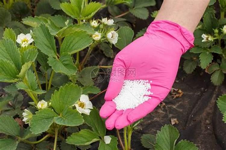 夏黑葡萄开花期间能不能施叶面肥