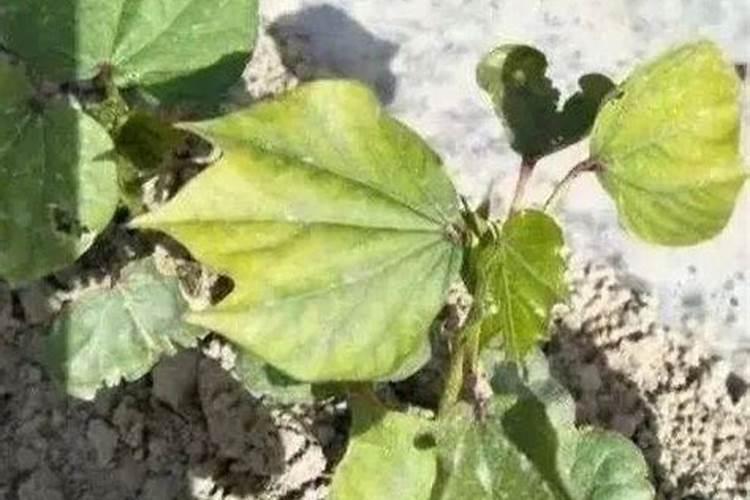 黄腐酸钾的使用方法