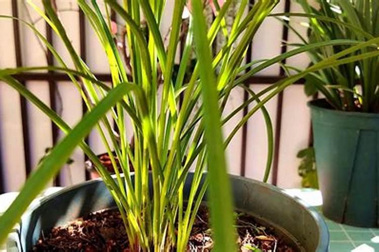 芸豆釆摘期打药还能加芸苔素吗