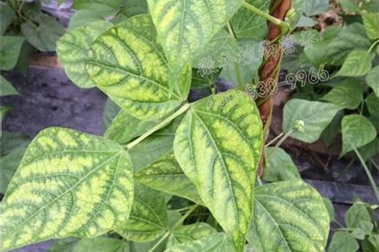 10克芸苔素兑多少克磷酸二氢钾合适