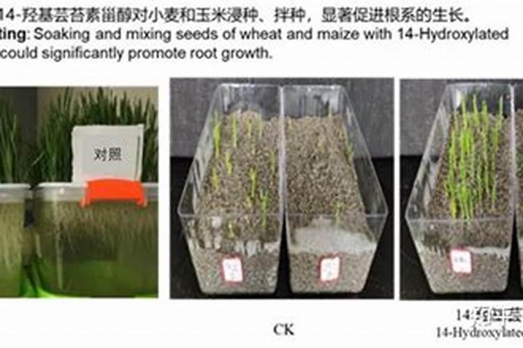 芸苔素使用十大禁忌