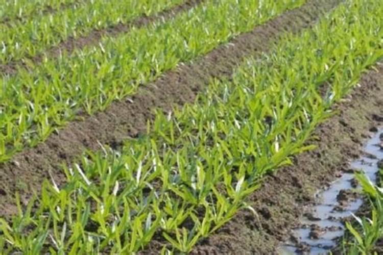 油麦菜用什么药控旺最好