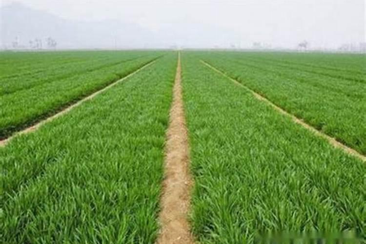 鱼蛋白草莓冲施的最佳时期