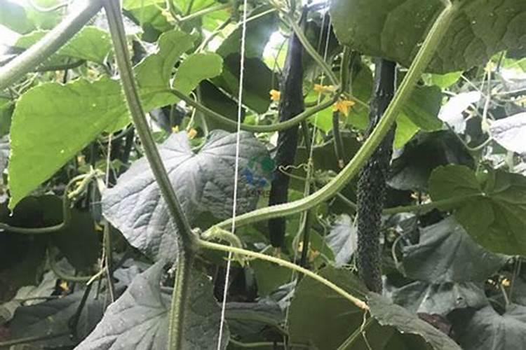 桔子树盆栽用什么肥料