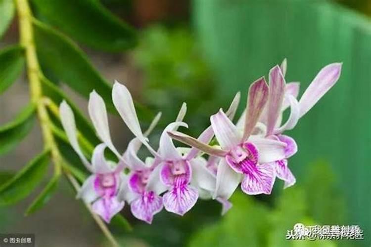 盆栽桔子树用什么肥料最好