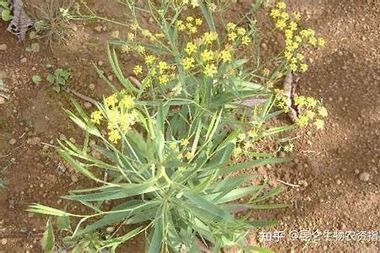 柴胡用什么肥料能壮根