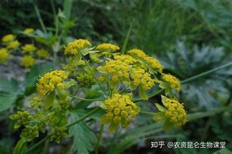 小柴胡种植需要满足怎样的肥力条件？