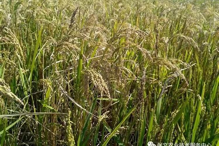 目前市面上大量元素水溶肥质量参差不齐,价格差别较大,主要原因有...