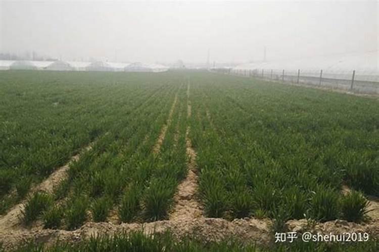 矿源黄腐酸钾怎么辨别真假