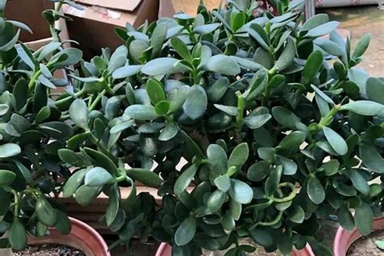 草缸里钾肥过多有什么影响呢？