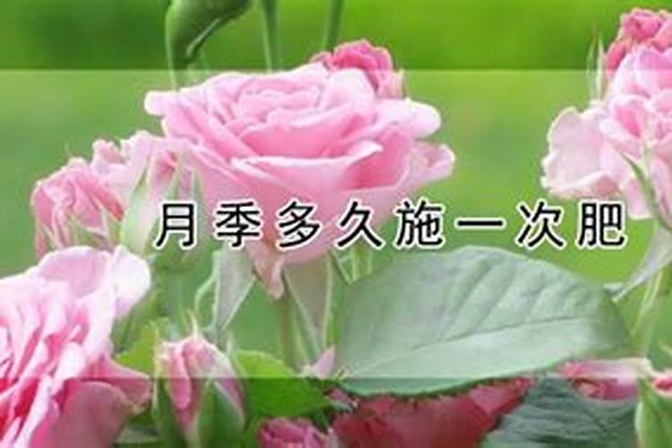 月季施肥的最佳时间