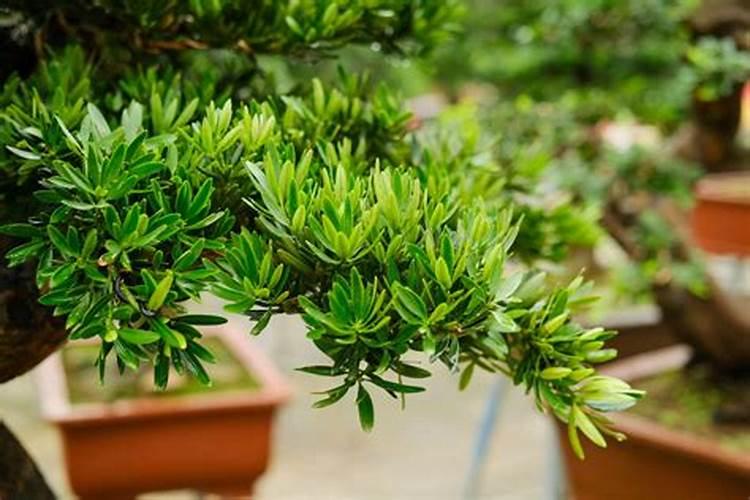 作物使用鱼蛋白肥会有什么效果？