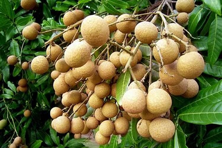 油菜施肥用什么肥料