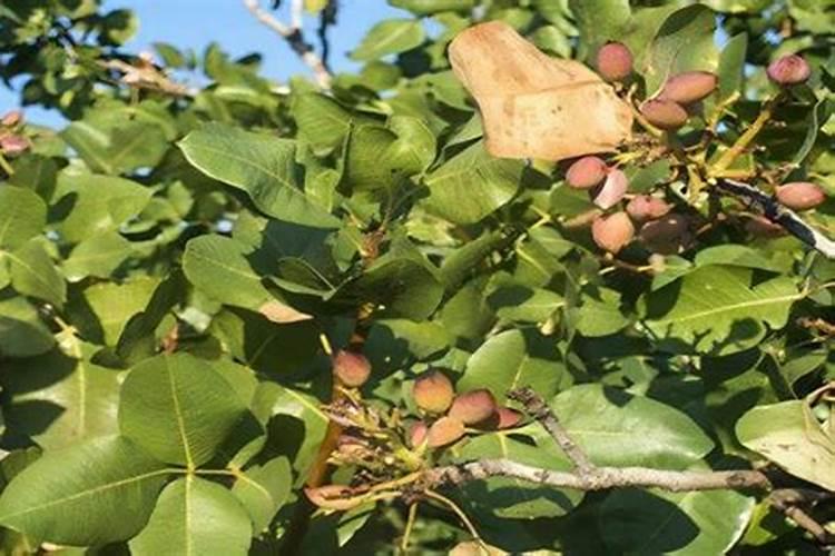 刚刚移栽的樱桃树可以使用叶面肥吗？怎样使用？