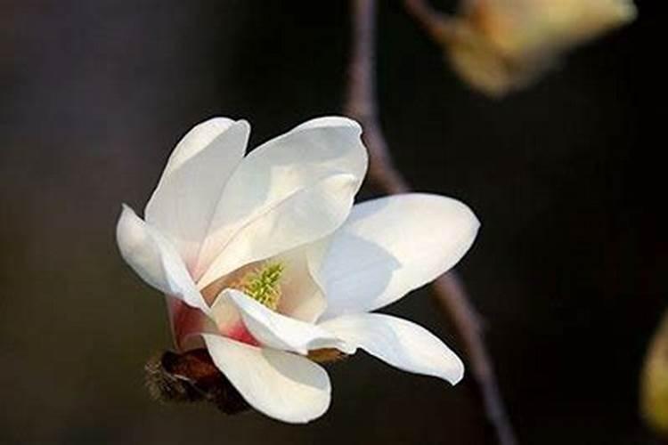 如何盆栽玉兰花