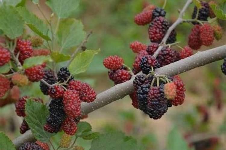 如何识别撒可富复合肥真假