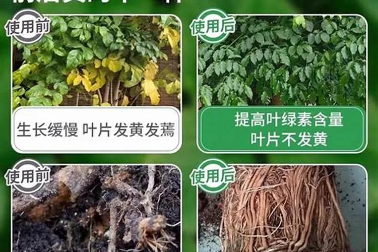 在种植过程中 草莓需要补钙吗 草莓缺钙怎么办用什么补钙最好