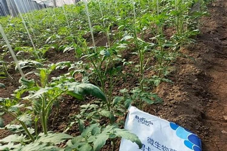 园林基肥用什么肥料