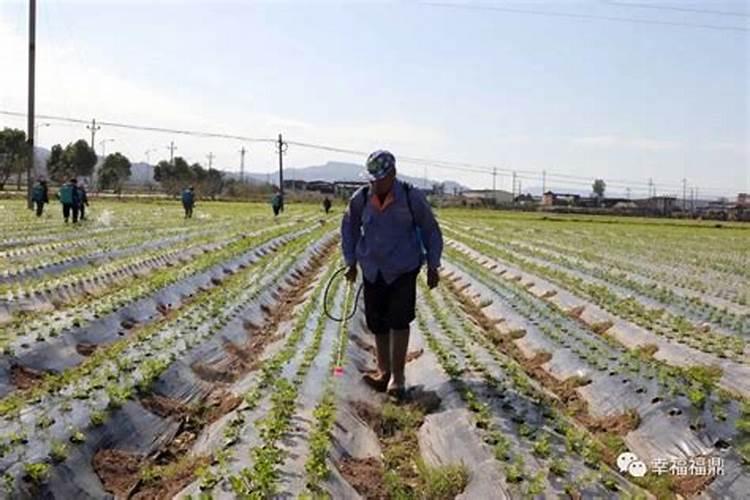 老虎姜食用方法