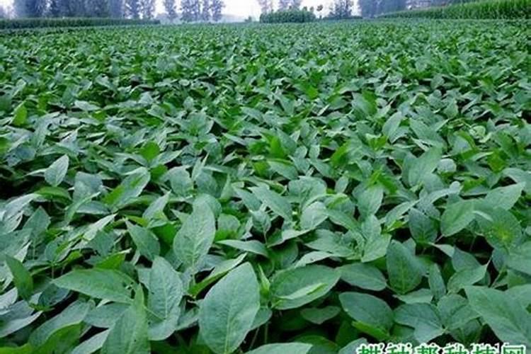 老虎姜食用方法