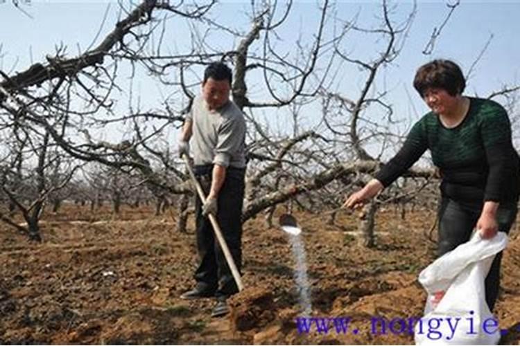 果树最佳施肥时间表