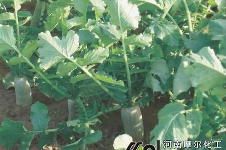 三七如何施肥