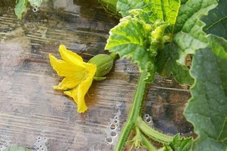 “万能”的芸苔素内酯,你用对了吗？附最全使用方案