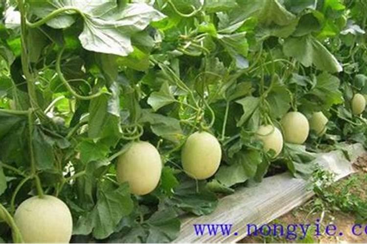 甜瓜什么时候追肥合适,高产追肥方法