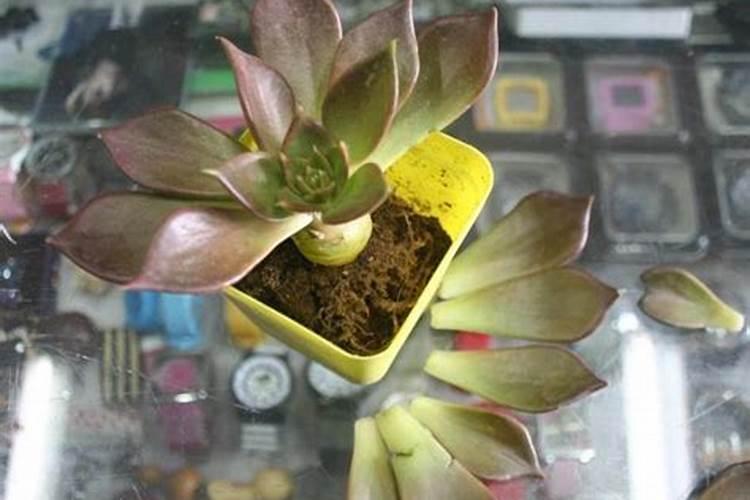 芒果盆栽叶子焦黑