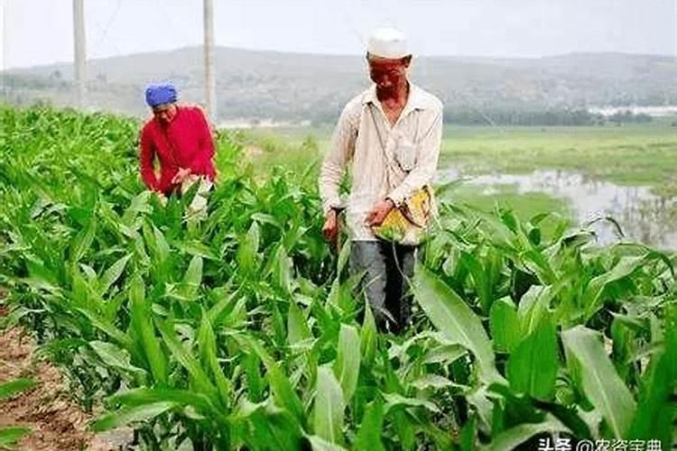 大蒜出苗后用什么肥料追肥