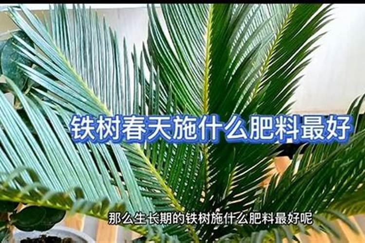 家里养花施什么肥好;养花施肥的技巧