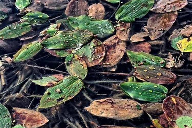 枯树叶直接放花盆种花可以吗 树叶做花肥哪些是要注意的